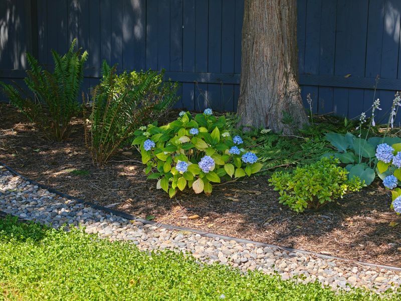 Skipping Mulch Around Shallow Roots Skipping Mulch Around Shallow Roots