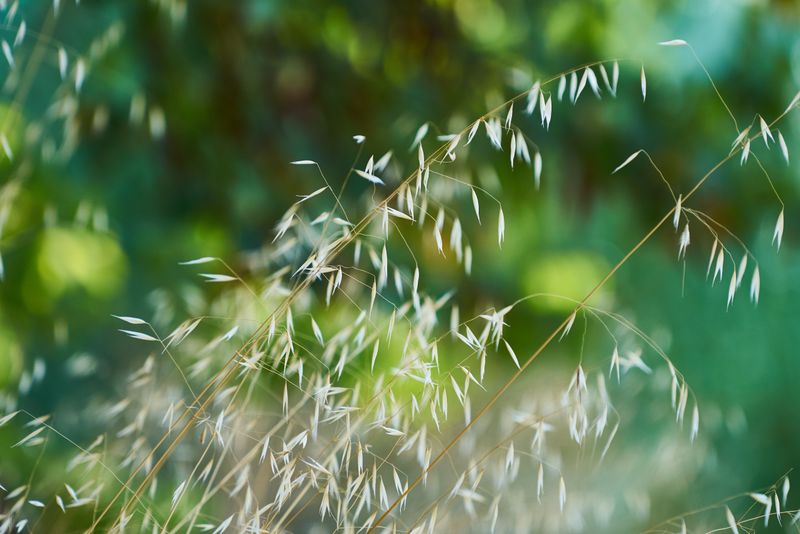 Skipping Native Grasses That Produce Small Seeds Skipping Native Grasses That Produce Small Seeds