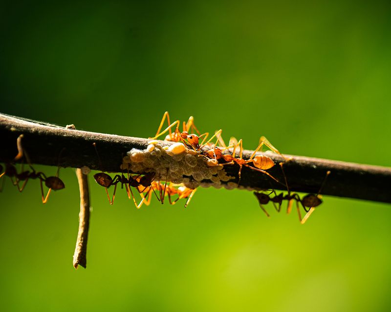 Skipping Proactive Bait Treatments Skipping Proactive Bait Treatments