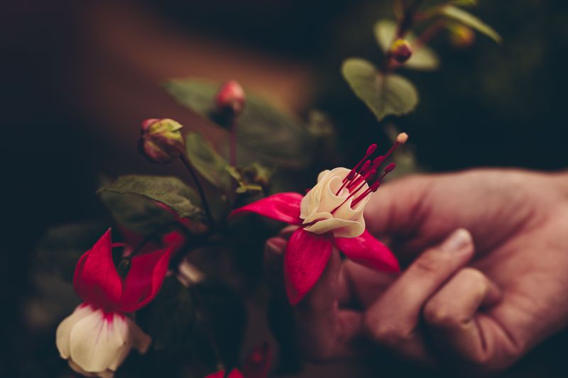 Skipping Regular Removing Spent Blooms Skipping Regular Removing Spent Blooms