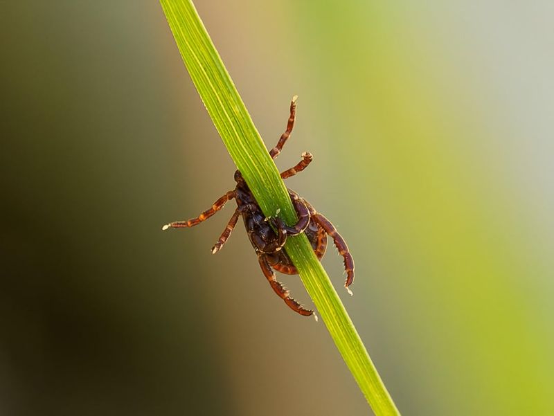 Skipping The Lawn Edges Leaves Tick Habitat Behind Skipping The Lawn Edges Leaves Tick Habitat Behind