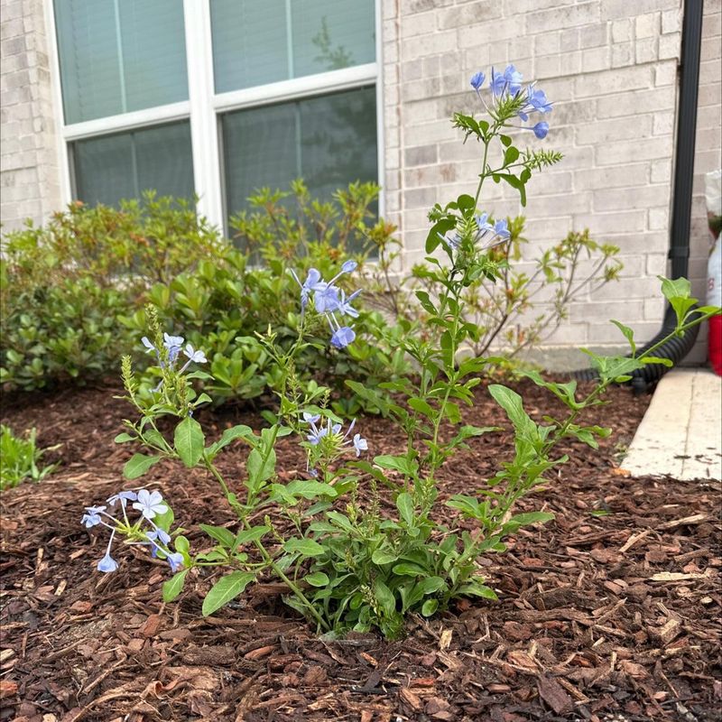 Skipping Water While Plants Get Established