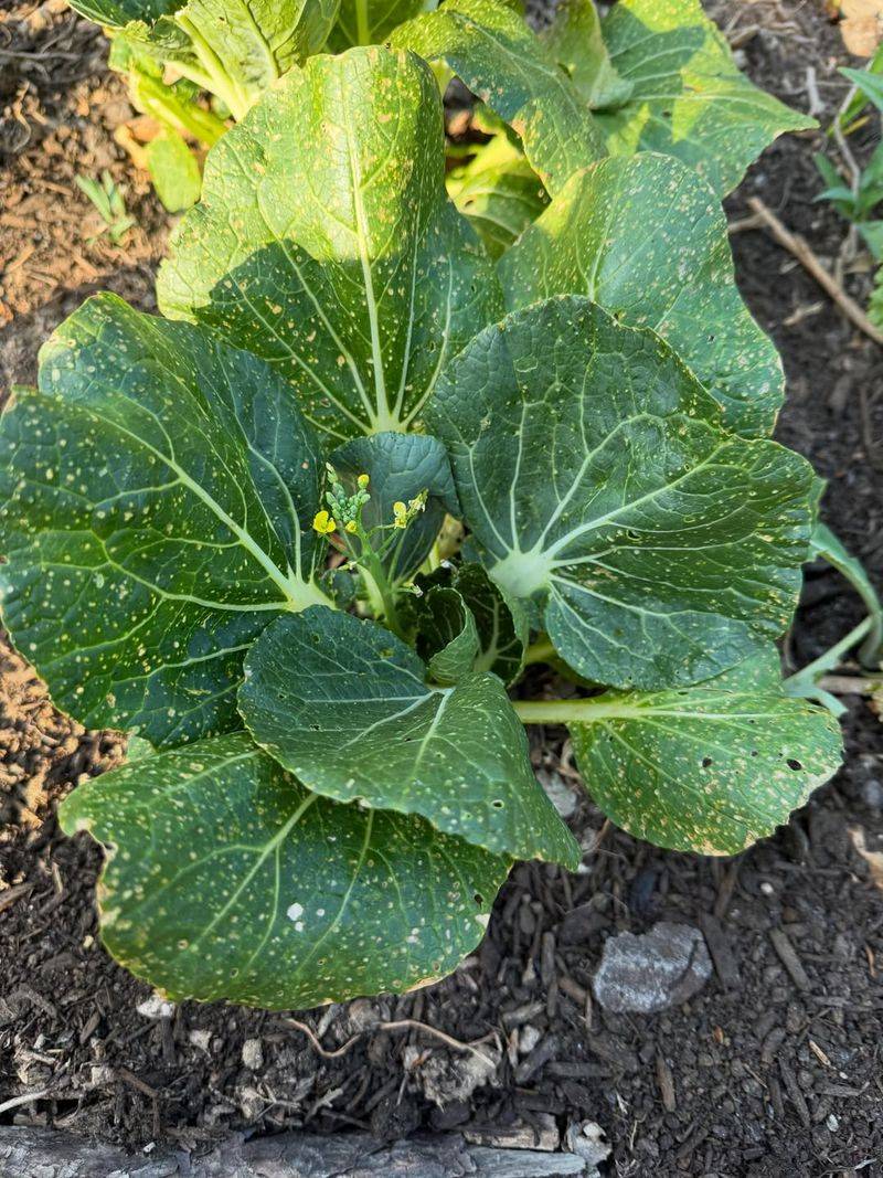 Skipping Weekly July Garden Checks Skipping Weekly July Garden Checks