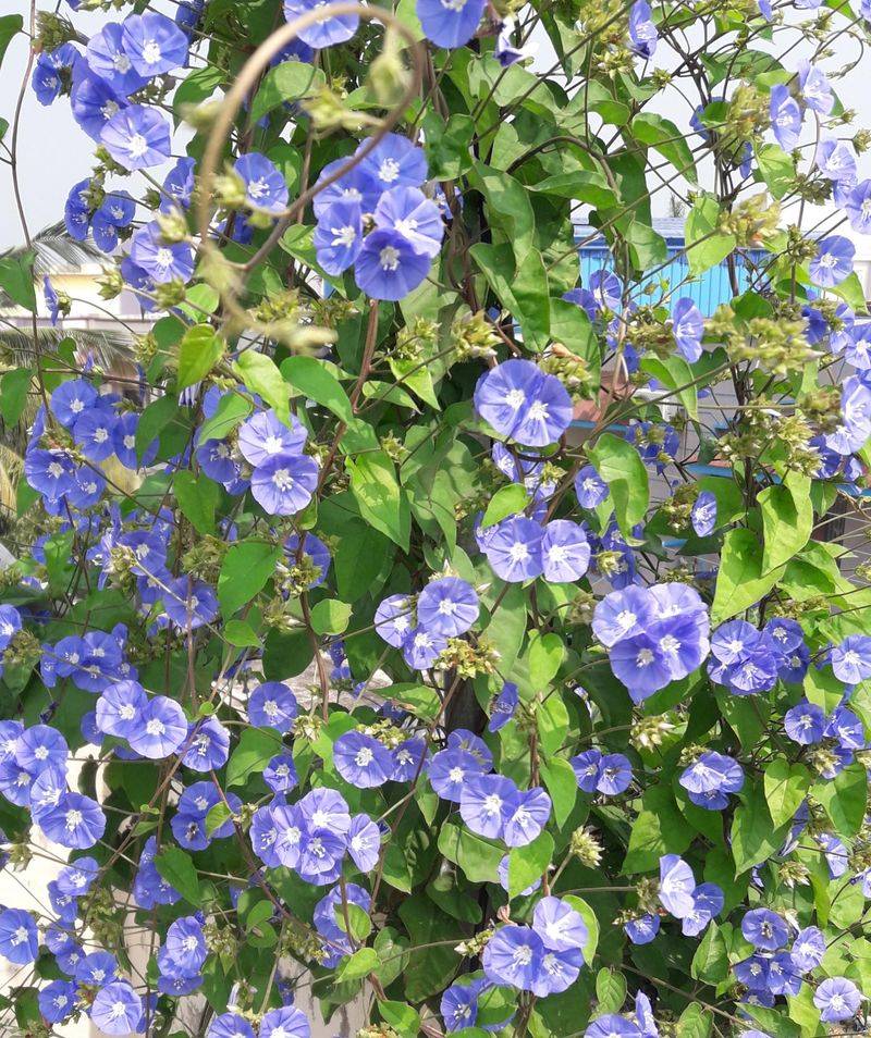 Skyblue Clustervine Softens Hot Fences
