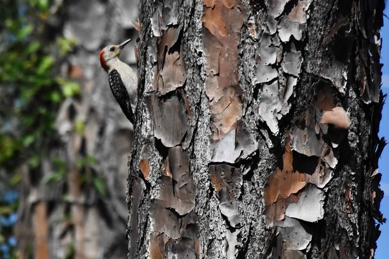 Slash Pines Create Foraging Areas Beneath The Bark Slash Pines Create Foraging Areas Beneath The Bark