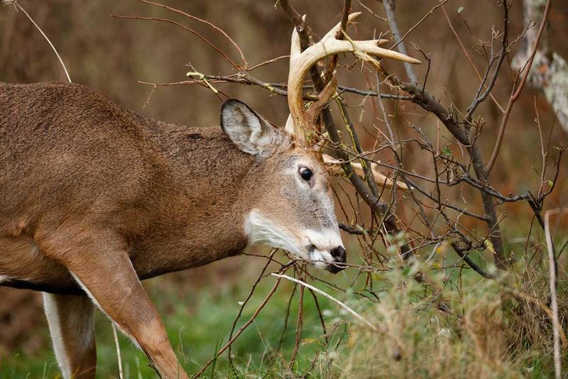 Slender New Stems Can Attract Buck Rubbing