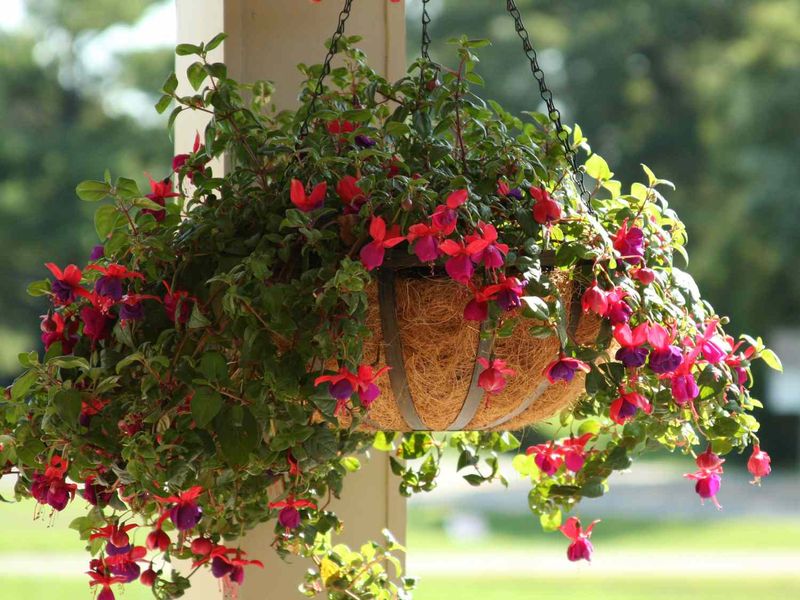 Slide Hanging Baskets Into Shade