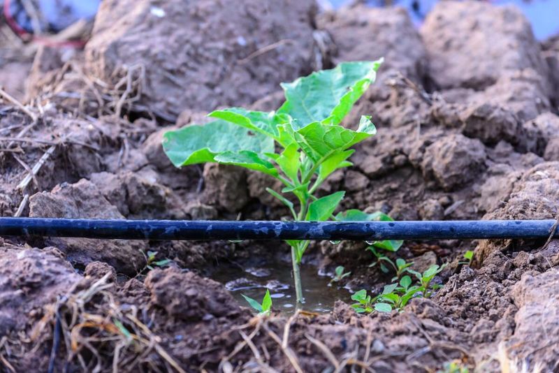 Slow, Deep Irrigation Helps Water Penetrate Clay Soil