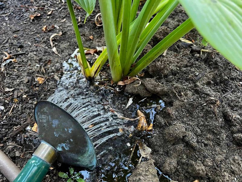 Slow Deep Watering Reaches The Root Zone Slow Deep Watering Reaches The Root Zone