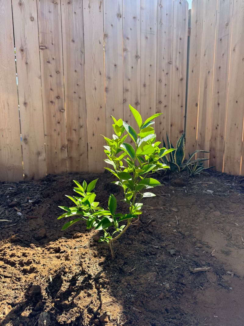Slow Watering Reaches More Of The Root Zone Slow Watering Reaches More Of The Root Zone