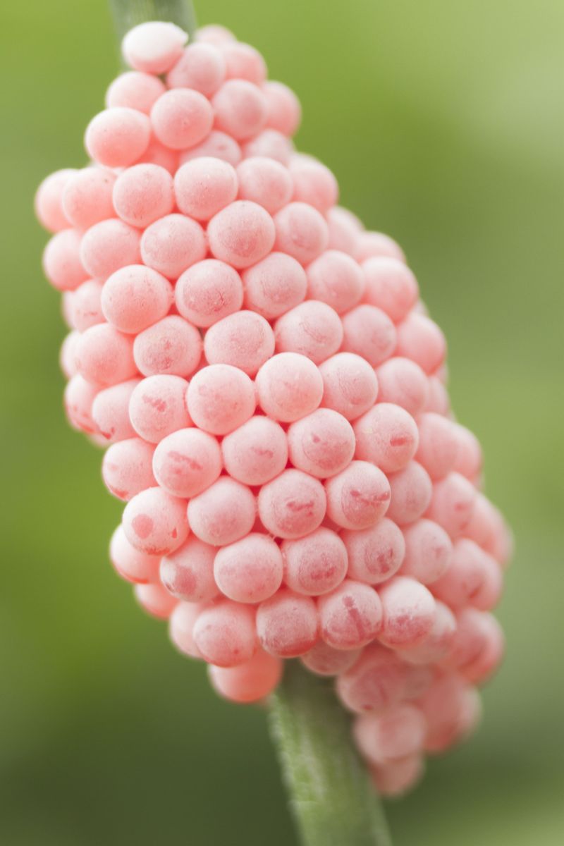 Slug And Snail Eggs Vs Other Look-Alikes Slug And Snail Eggs Vs Other Look-Alikes