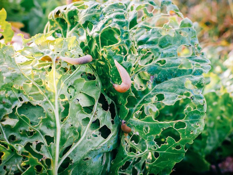 Slugs Enjoy Damp Nights