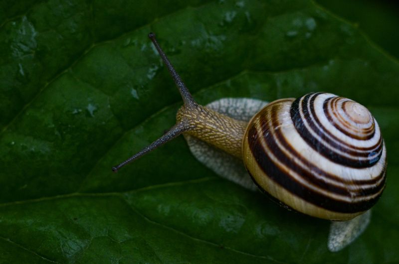 Slugs Shred Hostas And Leafy Greens Slugs Shred Hostas And Leafy Greens