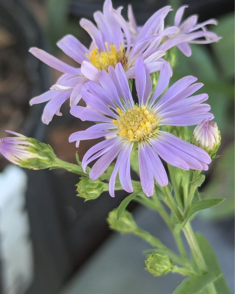 Small Blooms Keep It From Looking Flat Small Blooms Keep It From Looking Flat