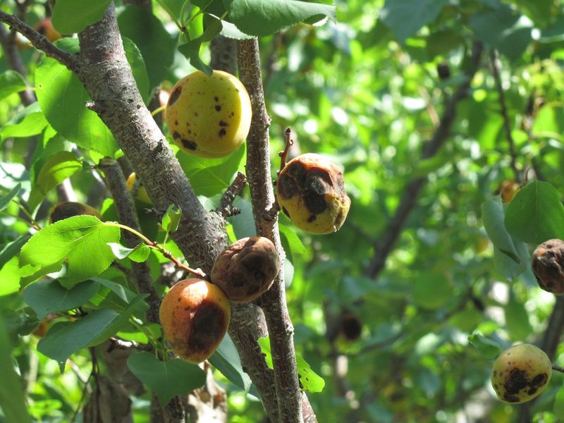 Small Brown Spots Appear On Ripening Peaches