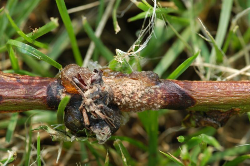 Small Cankers Form On Twigs