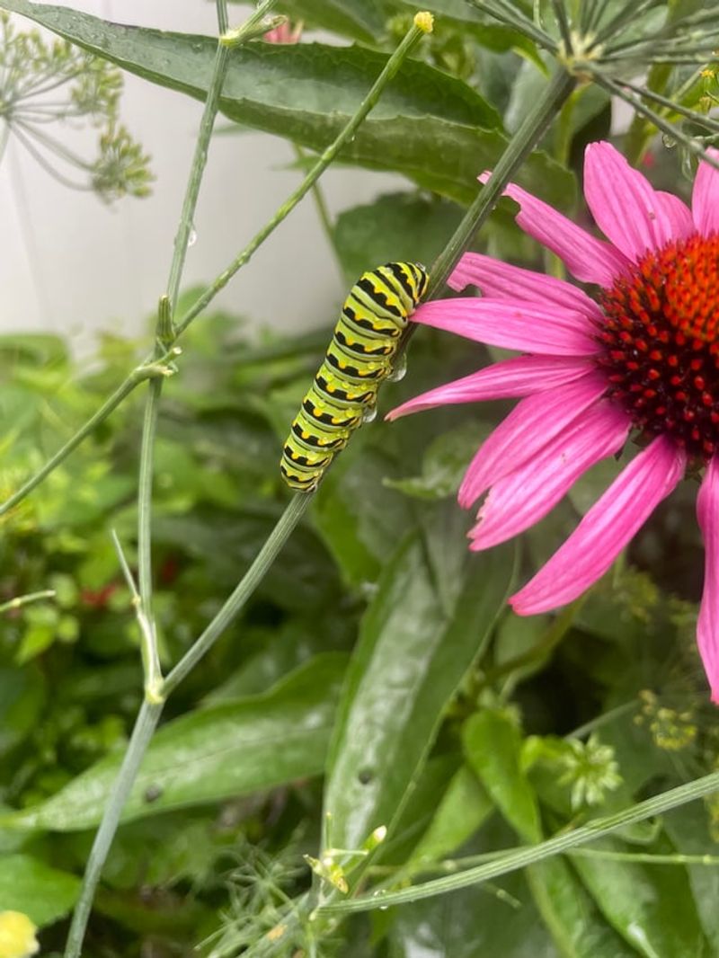 Small Caterpillars May Be Hiding In The Flowers