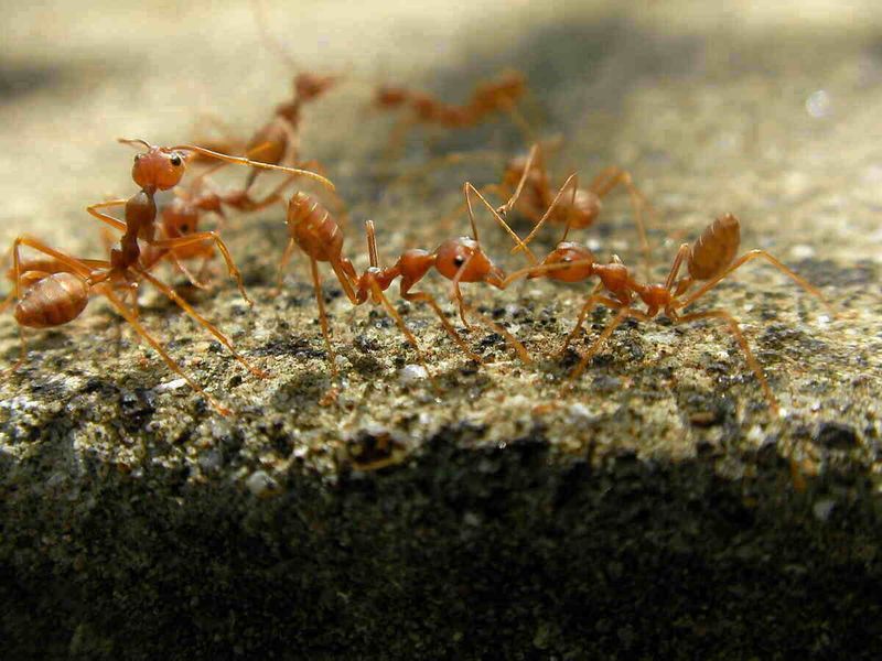 Small Colonies Are Simpler To Manage Small Colonies Are Simpler To Manage
