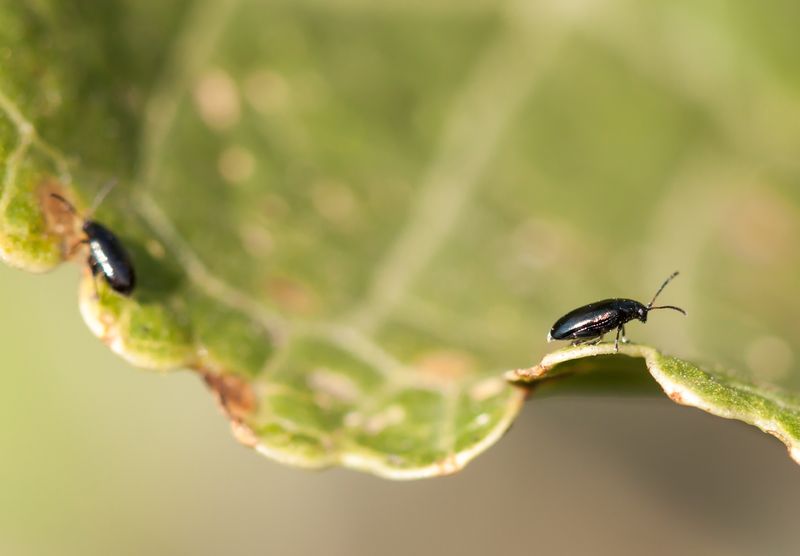 Small Dark Beetles Jump When Disturbed Small Dark Beetles Jump When Disturbed