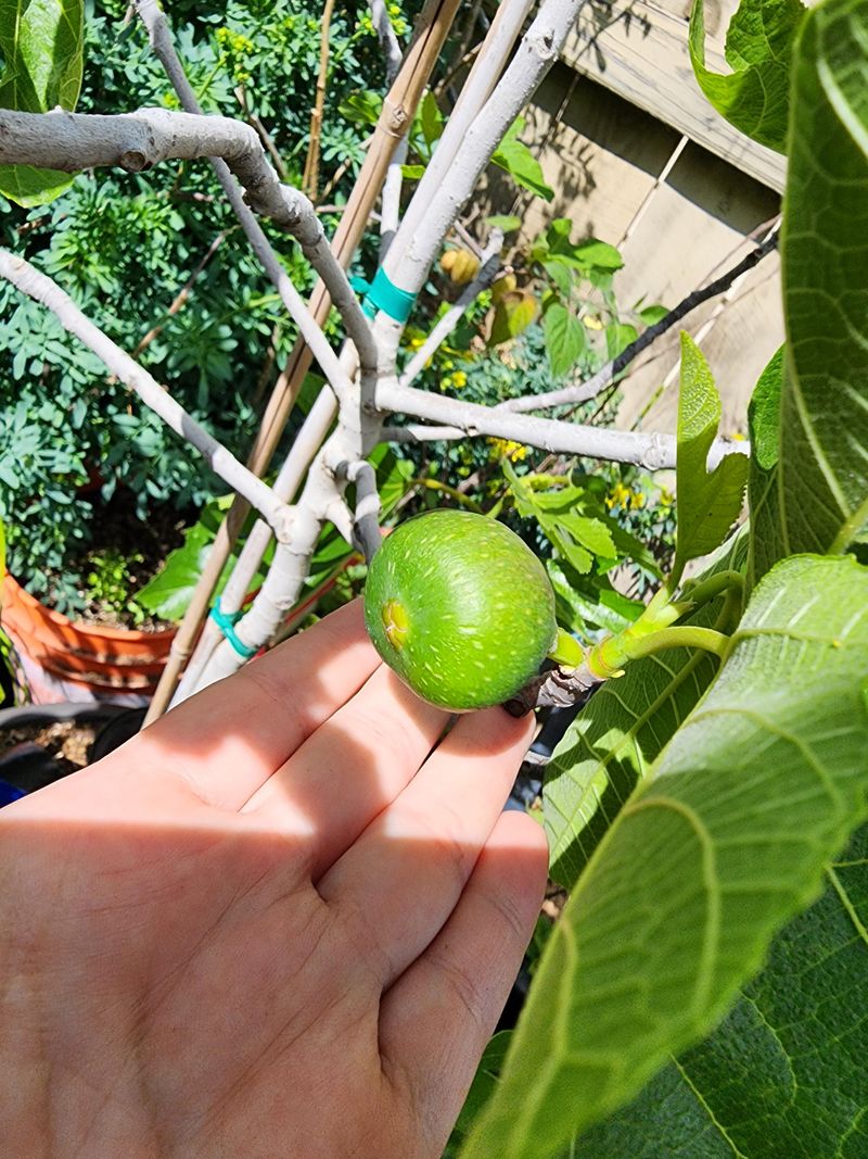 Small Fruit Is The First Warning Small Fruit Is The First Warning
