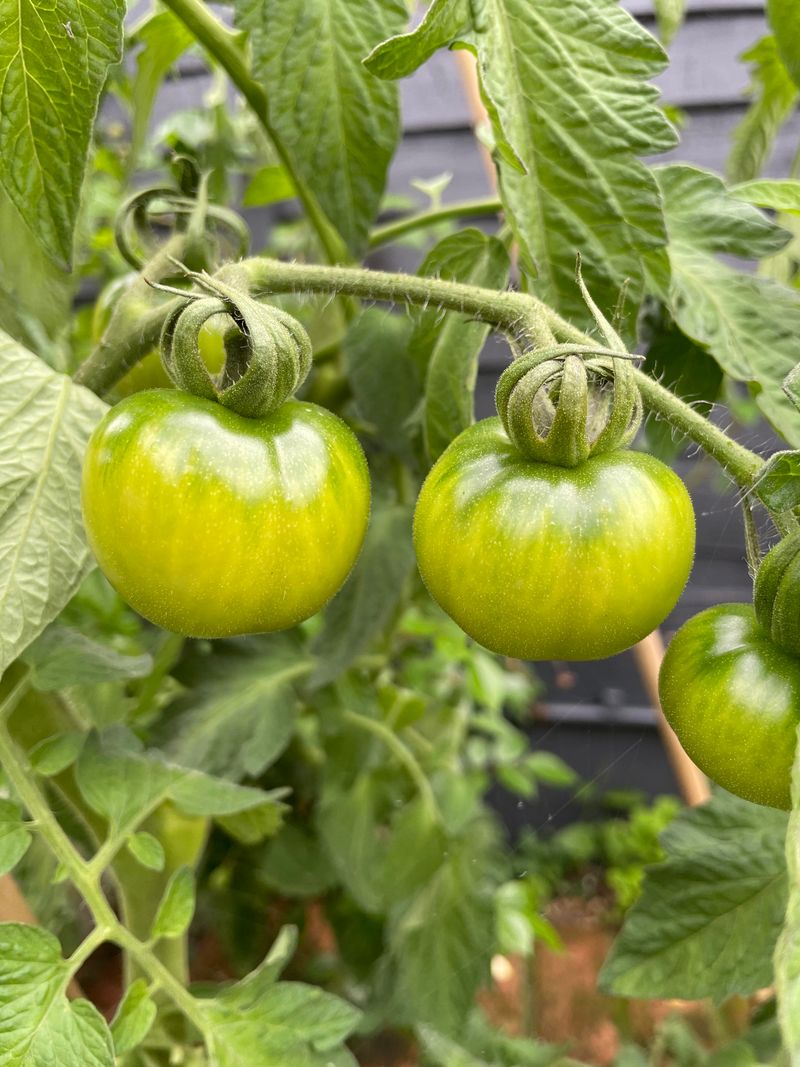 Small Green Tomatoes Need The Plant's Focus