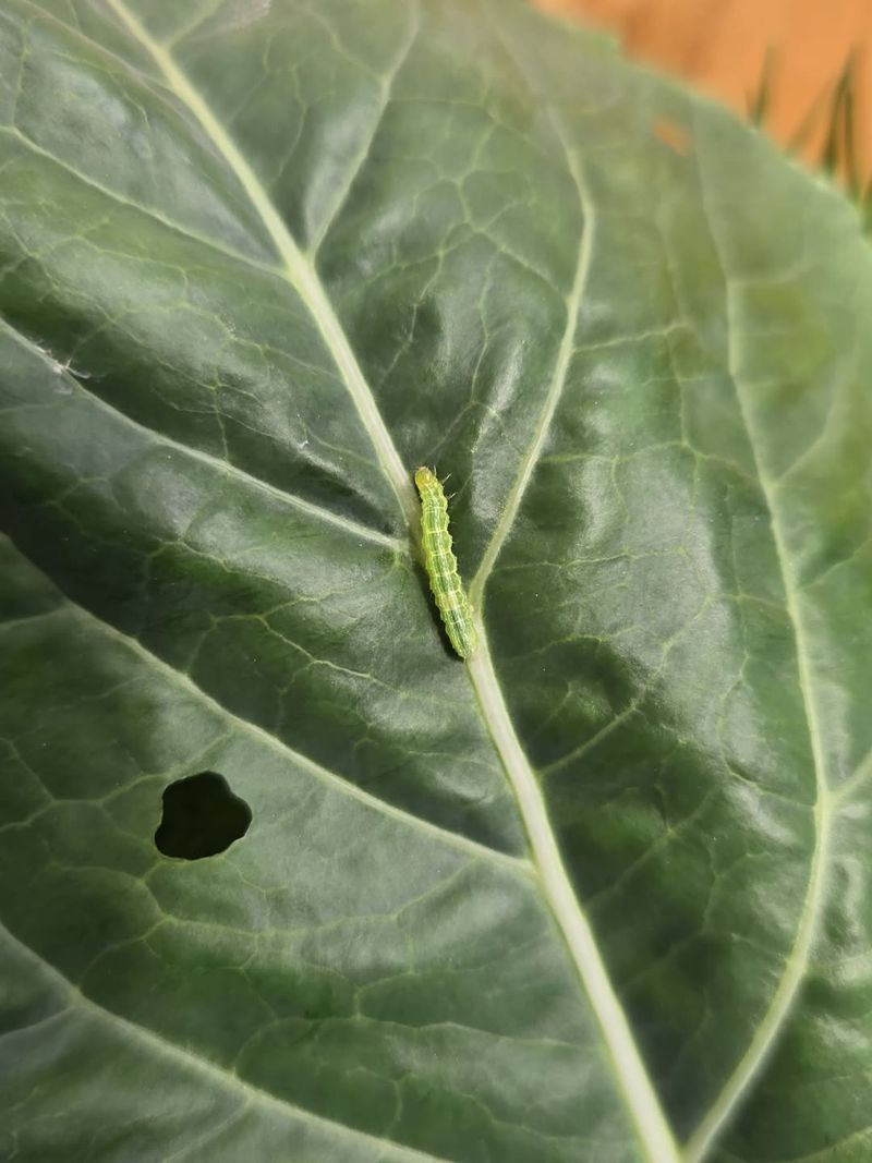 Small Holes On Tender New Leaves Come First Small Holes On Tender New Leaves Come First
