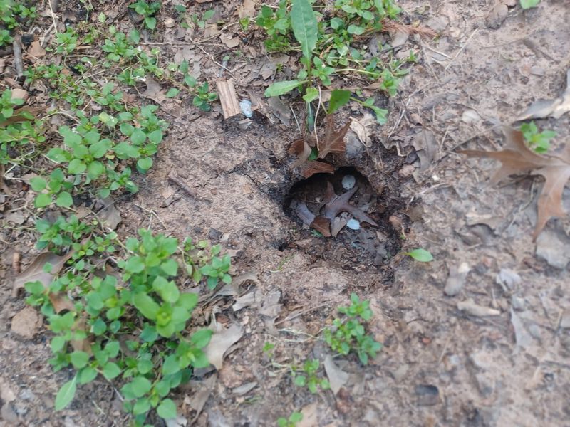 Small Holes Sit Beside Paths Small Holes Sit Beside Paths