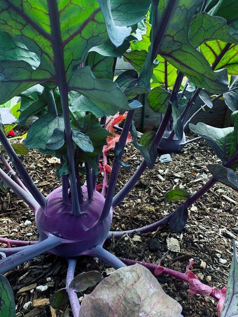 Small Kohlrabi Stems Stay Tender And Crisp