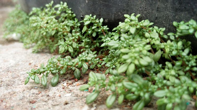 Small Leaves Limit Evaporation Small Leaves Limit Evaporation
