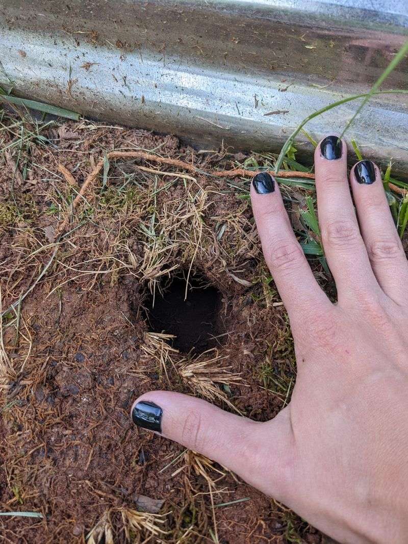 Small Openings Point To Burrow Entrances Small Openings Point To Burrow Entrances