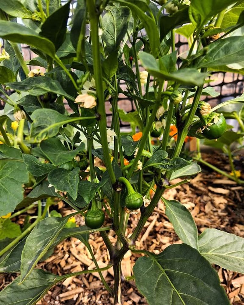Small Peppers Keep Growing Larger