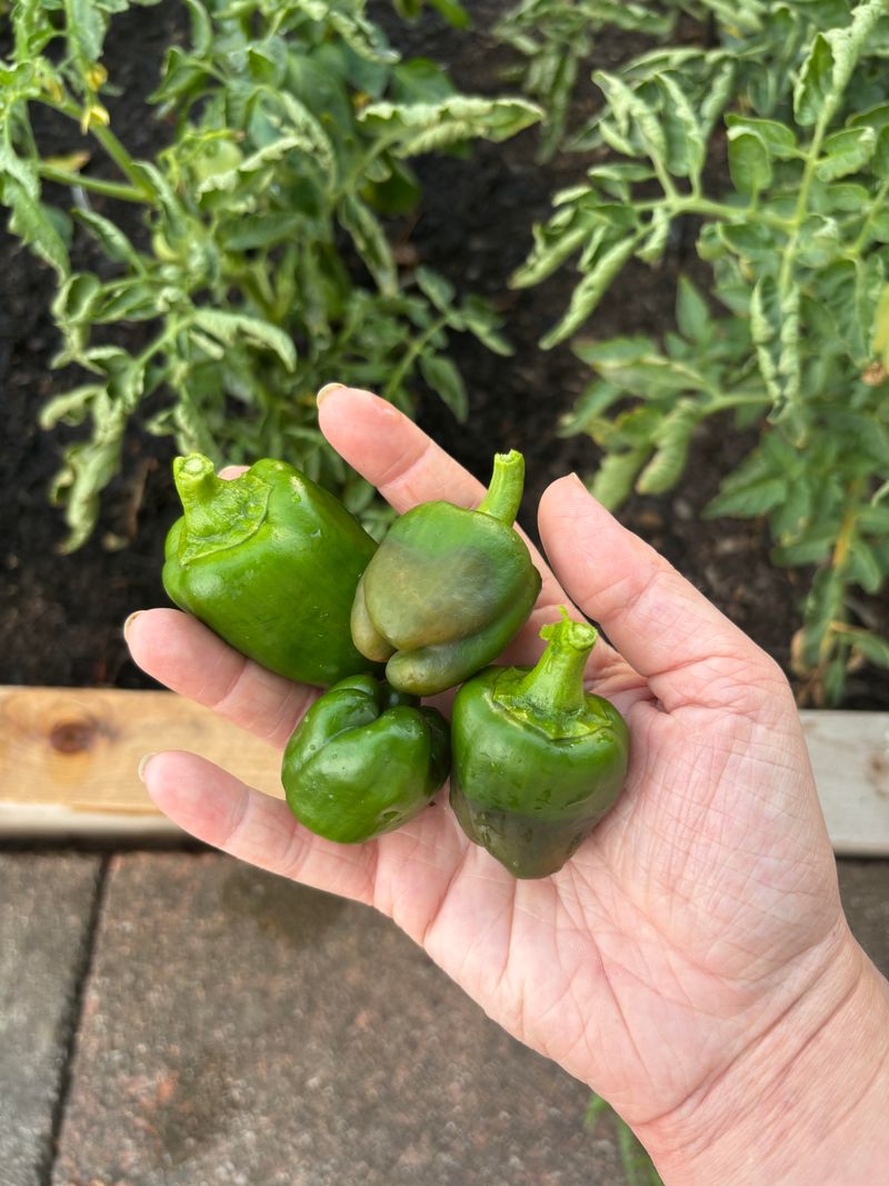 Small Peppers Stop Sizing Up Small Peppers Stop Sizing Up