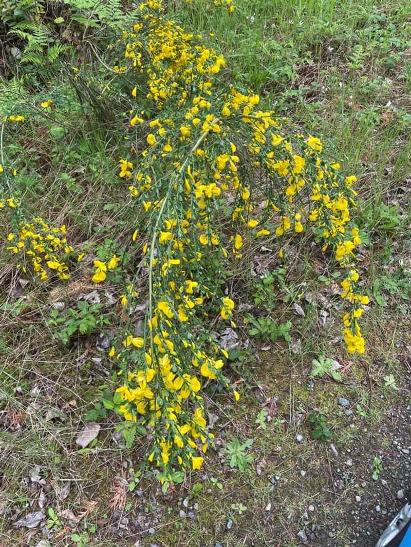 Small Plants Pull Best In Damp Soil Small Plants Pull Best In Damp Soil