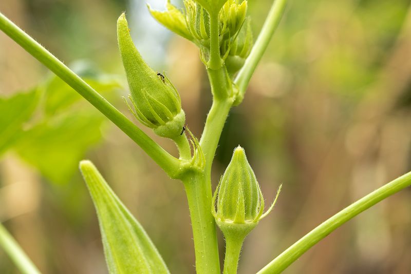 Small Pods Stay Tender Longer Small Pods Stay Tender Longer