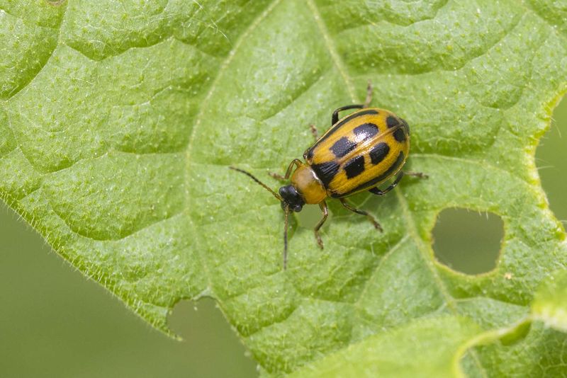 Small Round Holes Often Point To Bean Leaf Beetles Small Round Holes Often Point To Bean Leaf Beetles