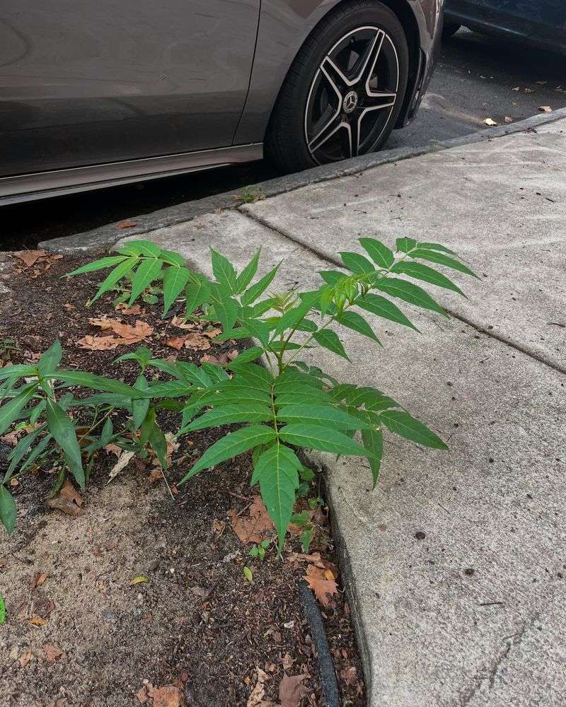 Small Seedlings Can Become Large Trees Quickly