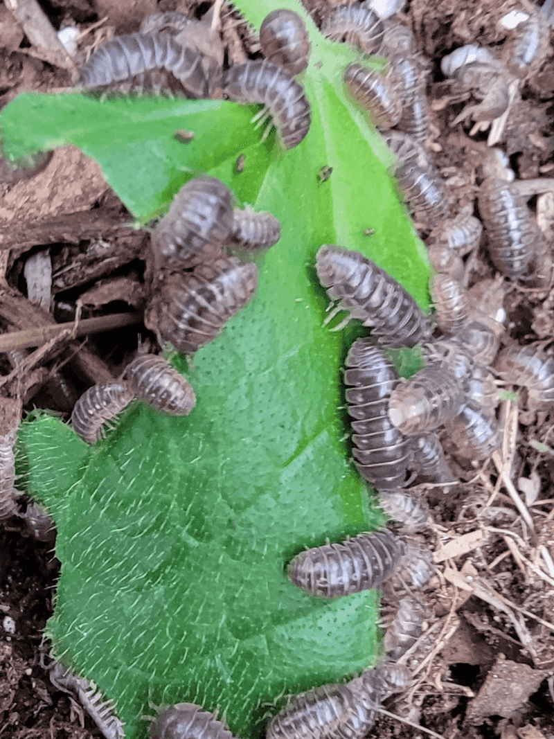 Small Seedlings Cannot Tolerate Much Feeding