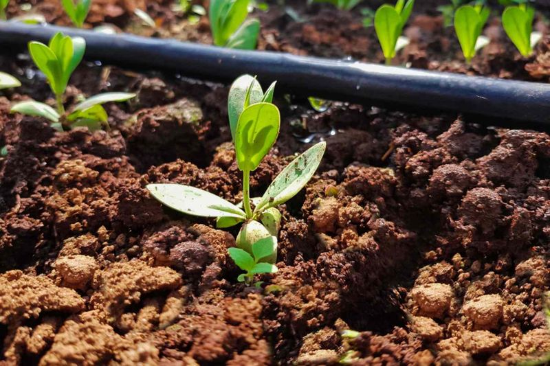 Small Seedlings Leave Little Room For Mistakes