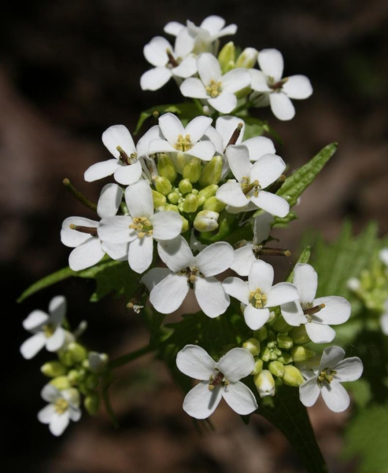 Small White Four-Petaled Flowers Form At Stem Tips