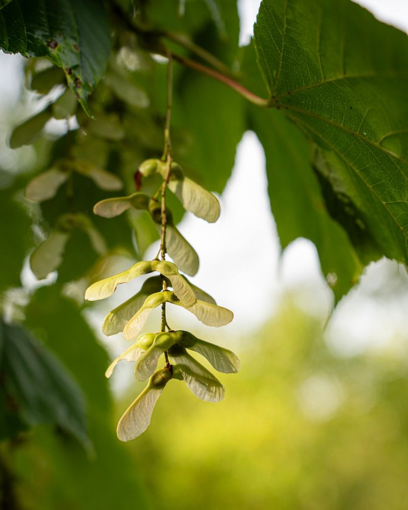 Small Winged Seeds Replace Large Fruit, Nuts And Spiky Pods