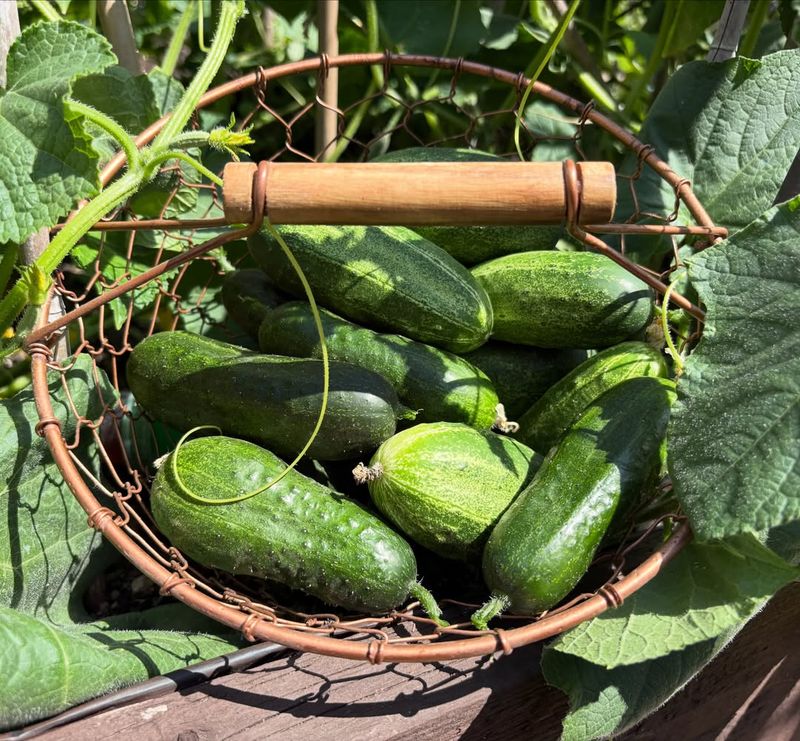 Smaller Cucumbers Can Be Harvested Without Harming Production