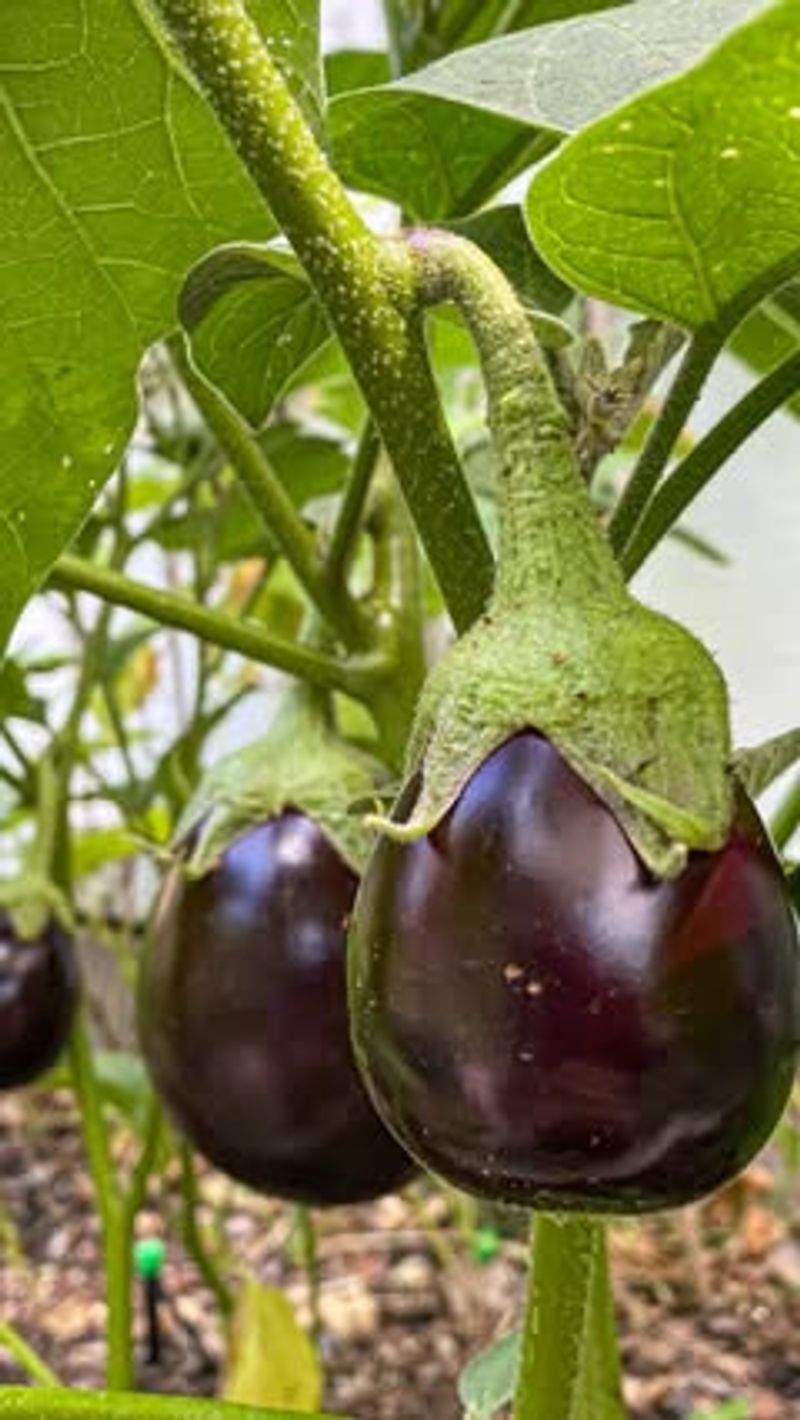 Smaller Fruit Can Be Ready For Harvest Smaller Fruit Can Be Ready For Harvest