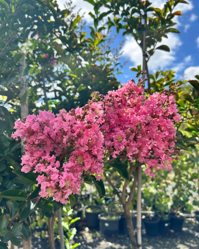 Smaller Or Weaker Flower Clusters