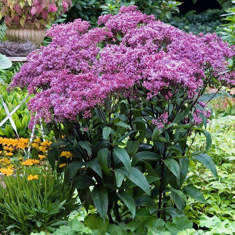 Smaller Yards May Need Compact Choices