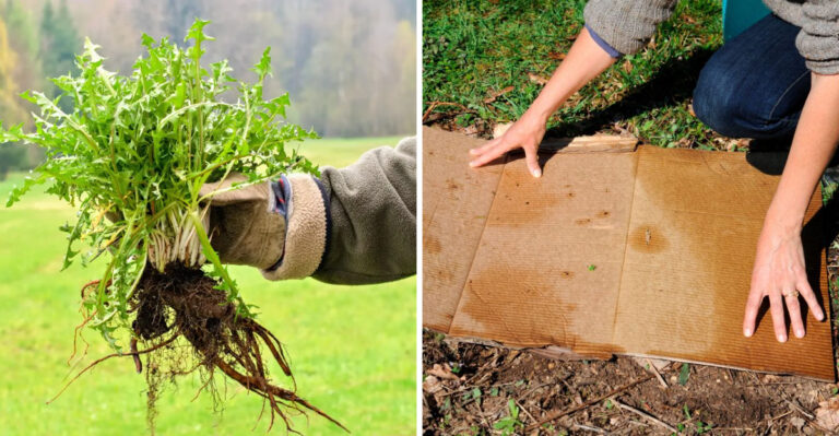 Smart Tricks California Gardeners Should Use To Prevent Weeds Along Fence Lines
