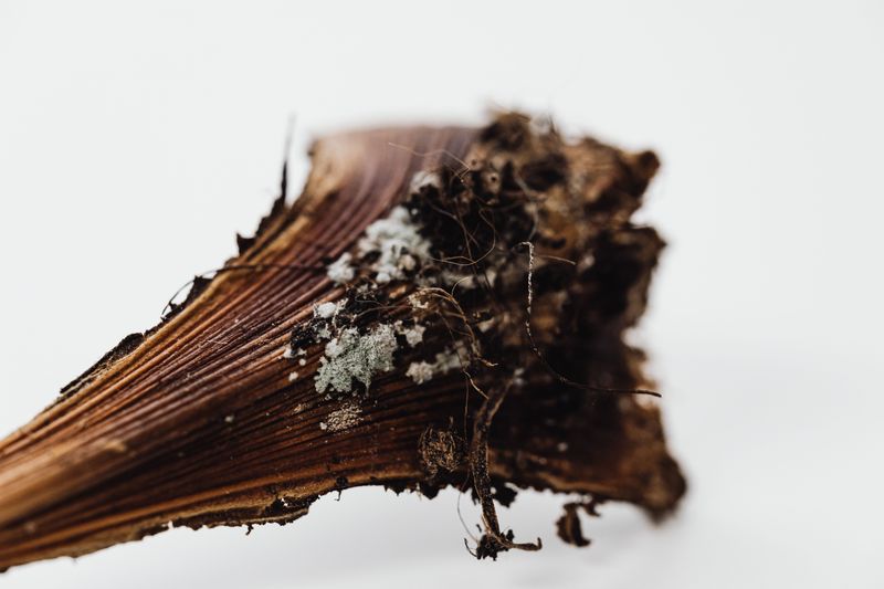 Smell For A Distinct Musty Rotting Odor