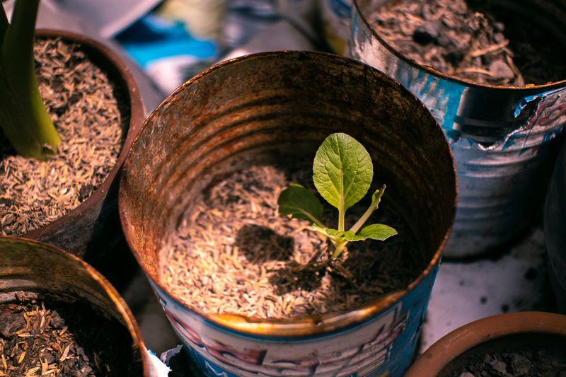 Smell For A Musty Or Rotten Odor From The Pot Smell For A Musty Or Rotten Odor From The Pot