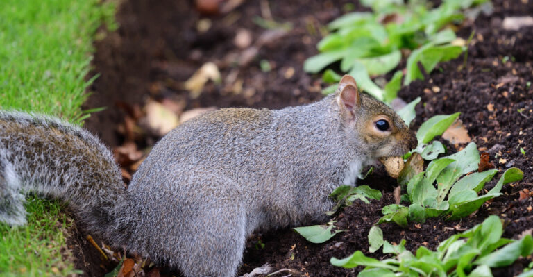 Smells Squirrels And Chipmunks Hate In Oregon Yards