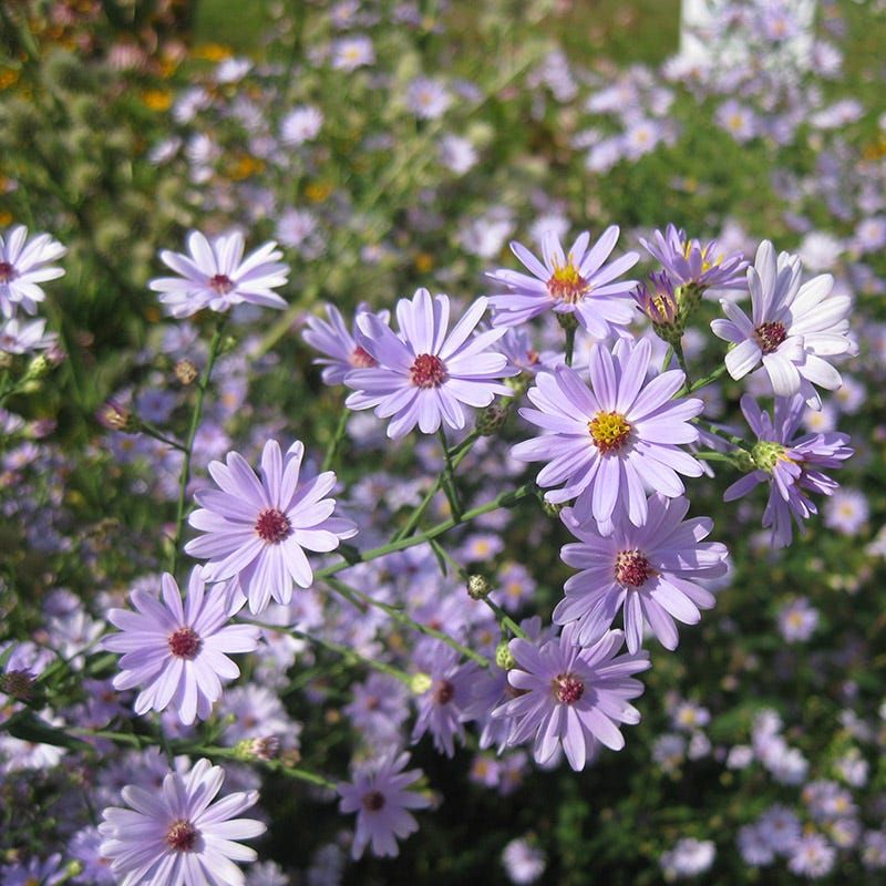 Smooth Blue Aster Extends The Season Smooth Blue Aster Extends The Season