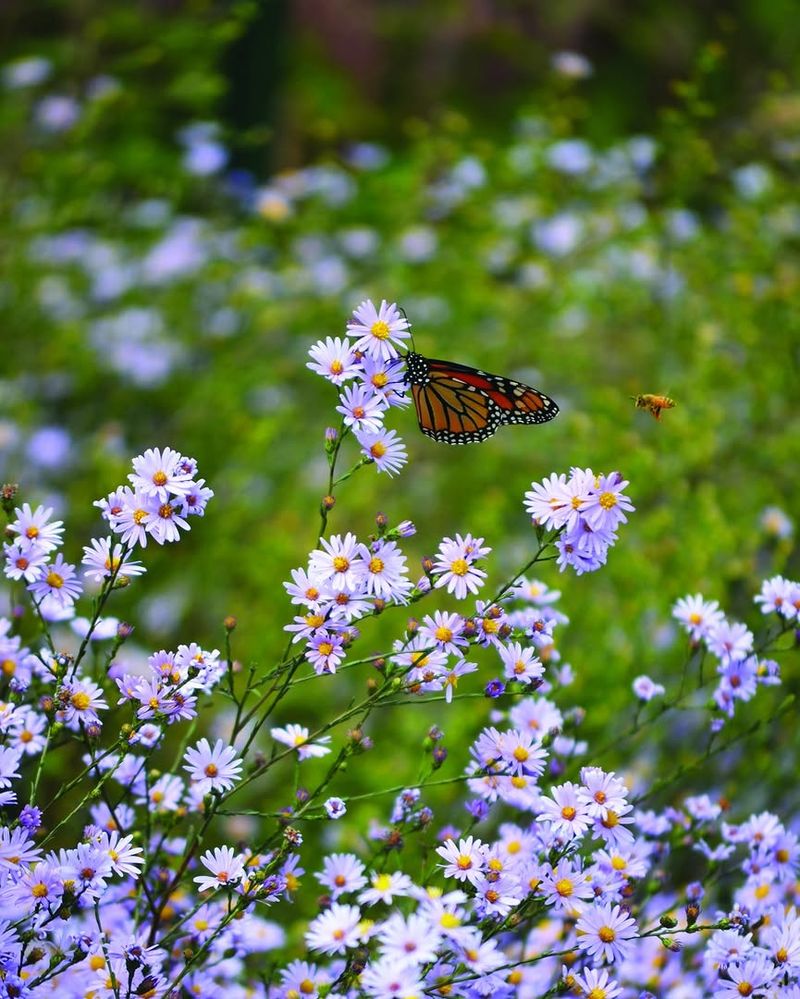 Smooth Blue Aster Provides Some Of The Latest Flowers